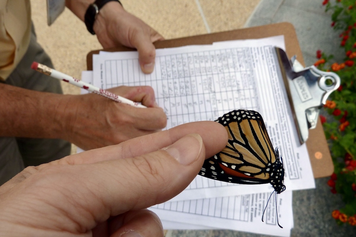 An image of a monarch butterfly being held by the wings between the fingertips of a human hand. In the background, another pair of hands updates a form on a clipboard with a pencil. Original caption from source: « We tagged these butterflies for Monarch Watch, a U.S. citizen science project that tracks the path and survivorship of migrating monarchs. There's an email and toll-free number on the tag that people can contact when a tagged butterfly is observed dead or alive. Volunteers are also looking for tagged butterflies at the overwintering sites in Mexico. Over 16,000 tagged butterflies have been recovered since the project started in 1992. » (📸 Katja Schulz via Wikimedia under CC BY 2.0, cropped)