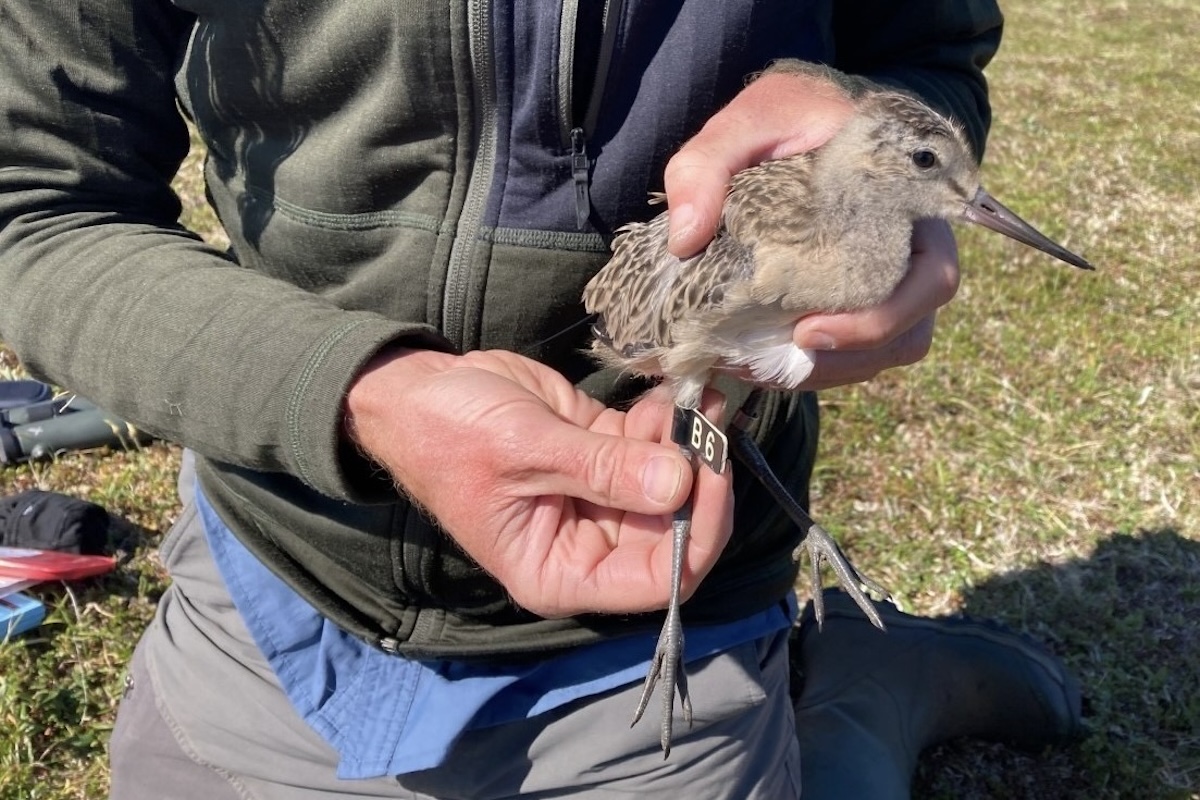 A juvenile bar-tailed godwit is cradled in a pair of human hands. A band with « B6 » is visible on one of its legs.