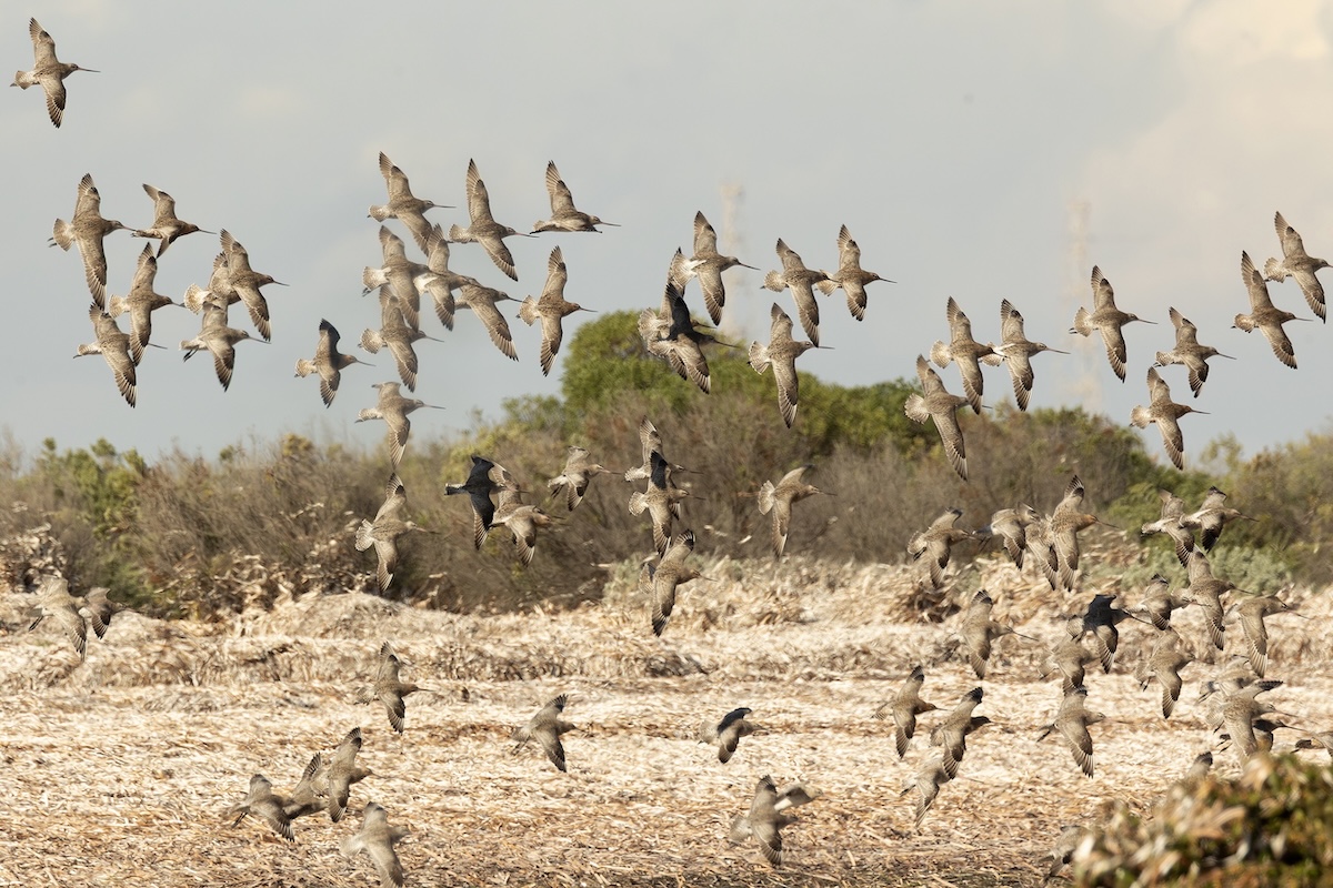 A flock of bar-tailed godwits is pictured in flight over a beach with rolling dunes in the background. Long grass is growing on the dunes.