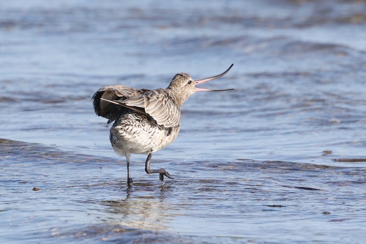 A bar-tailed godwit is pictured in shallow surf at a beach. Its bill is turned upwards and the upper and lower portions are parted.