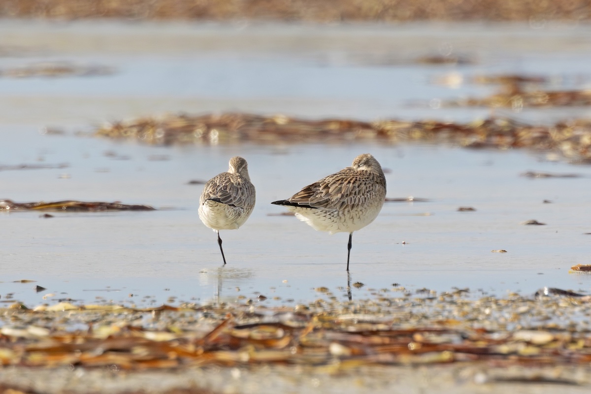 Two bar-tailed godwits stand on one leg in shallow water. They appear to be asleep, with their bills tucked into their feathers.